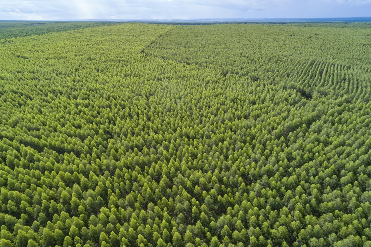 Chilena Arauco vai investir US$ 4 bilhões em novo projeto de celulose em Mato Grosso do Sul