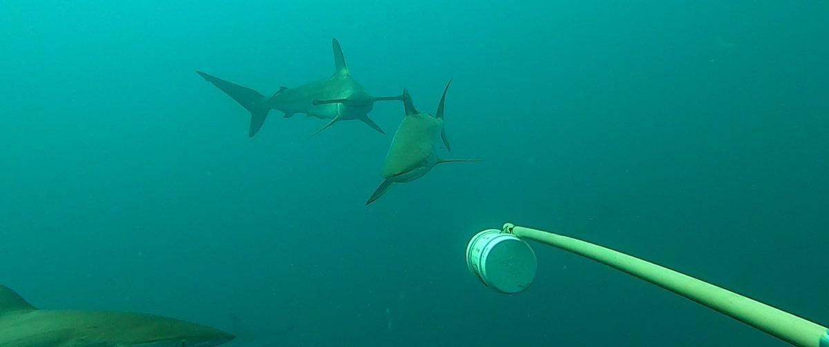 Imagem: Como mudança em área protegida ajudou tubarões no litoral de SP